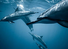 另类机会摆在库里面前：他的带队能力到底有多强？